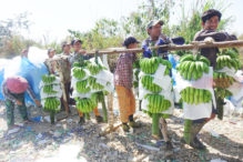 တရုတ်တစ်ရှူးငှက်ပျောစိုက်ဧကစာရင်းထက်ဝက်ခန့်ကွာဟ